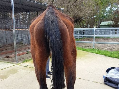 Accusations de cruauté envers les animaux à cheval Colley