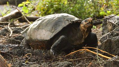 Fernanda, the only known living Fernandina giant tortoise