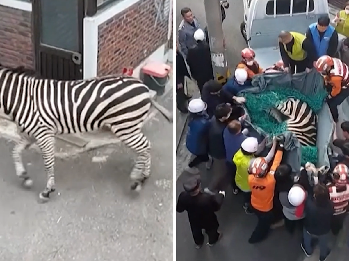 Zebra Escapes From Seoul Zoo, Runs Free in City for 3 Hours