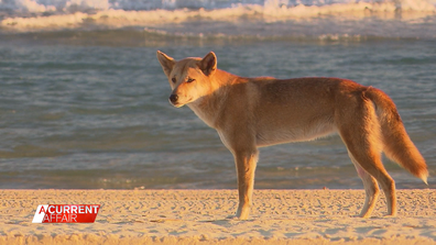 A dingo attack on 23-year-old Brisbane woman Sarah Peet who was jogging on a Queensland beach has sparked debate.