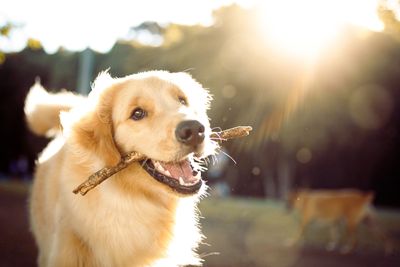 (Dogs) 2: Golden Retriever
