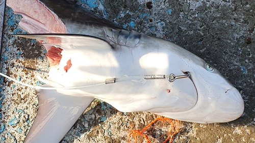 This small bronze whaler was bitten clean in two on NSW's south coast.