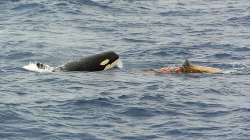 The pod of orcas converged quickly on the beached whale.