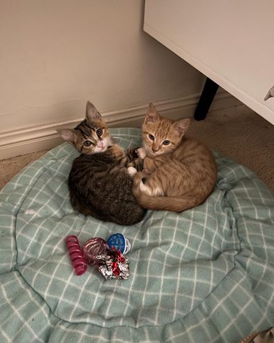 Rescue kittens