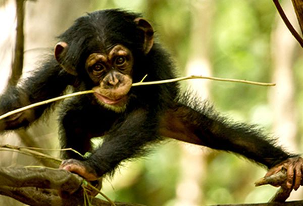 David Attenborough's Life Story