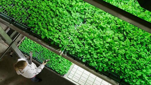 An employee tends to tobacco plants used to help manufacture an experimental drug at the Kentucky BioProcessing facilities in Owensboro, Kentucky. (EPA/KENTUCKY BIOPROCESSING)