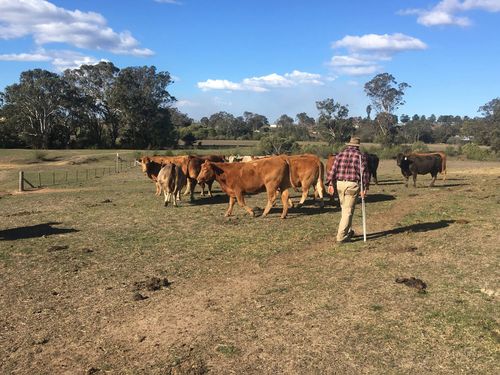 Craig Williams from Camden near Sydney has spent years refining his breed of cow, but is close to giving up.