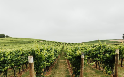 Tamar Valley vineyard, Tasmania