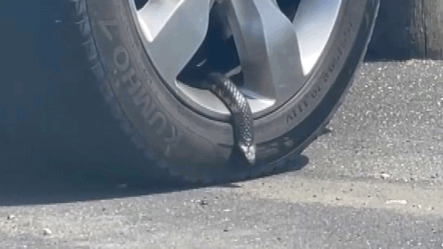 A metre long tiger snake has been spotted slithering out of a car wheel in Tasmania. 