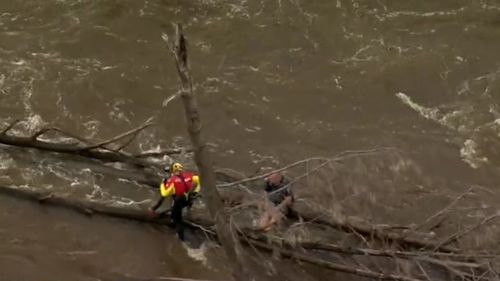 The two men were spotted clinging to tree branches.