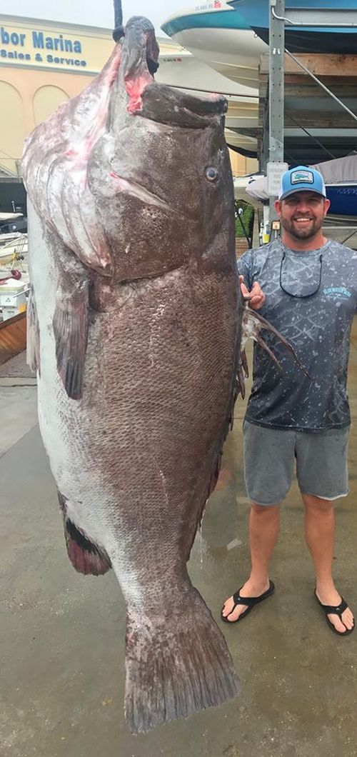 The enormous fish, identified as a Warsaw grouper, was caught using a hook and line December 29 in about 182 metres of water, according to the FWC's Fish and Wildlife Research Institute.