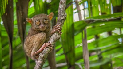 Pygmy tarsier