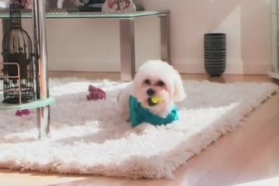 The couple's pooch Juddy (yep – named after Carlton AFL captain Chris Judd) is in a spot of trouble. A neighbour in the couple’s apartment block claims the Maltese/Shih Tzu cross bit her – which is denied by Edelsten's manager John Scott.