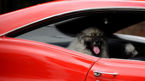 Good Samaritans in Tennessee given permission to smash car windows to rescue dogs in hot cars