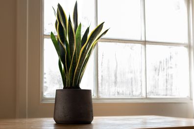 Snake Plant