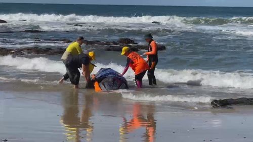 Baby Humpback whale washes up in Port Macquarie on July 29