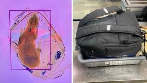 The Transportation and Security Agency (TSA) found a small dog inside a backpack going through the x-ray machine at a Wisconsin airport. 
