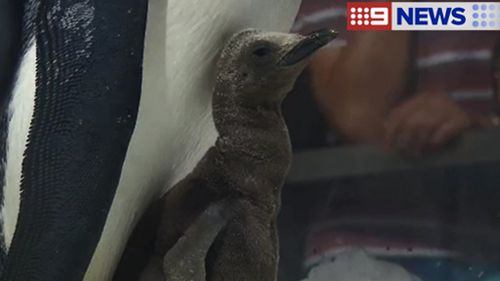 The Gold Coast theme park has been trying to breed the penguins since 2011. (9NEWS)