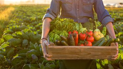 Fruit and vegetables Veggies farmer farms crops harvesting fresh produce