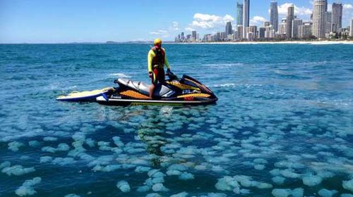 Surf Life Saving QLD posted this photo of the Blue Blubber jellyfish on Twitter