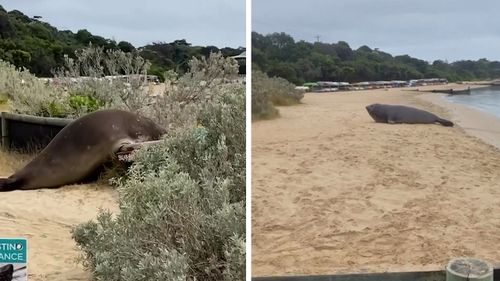 Éléphant de mer sur la péninsule de Mornington à Victoria