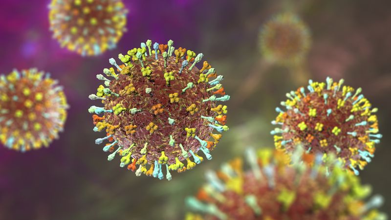 A 3D illustration of Hendra virus, a bat-borne virus associated with a highly fatal infection in horses and humans.