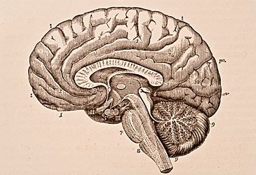 Which part of the brain was operated on in lobotomies to treat psychiatric disorders?