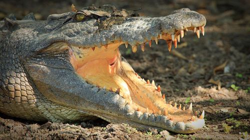 The focus has been put back on whether a crocodile cull would eliminate the numbers of the animal that are deemed to cause problems. Picture: Getty.