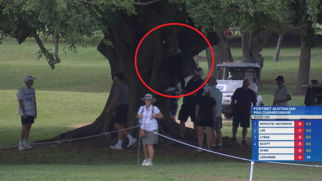 Climbing tree to retrieve Vegas&#x27; ball.