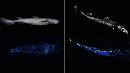 Researchers find Ninja lanternshark swimming in the deep sea 