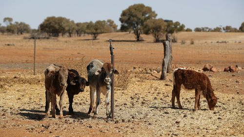 The drought has reached up into Queensland as well.