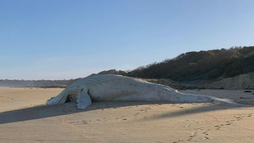 An albino whale carcass has washed ashore at Mallacoota in eastern Victoria.