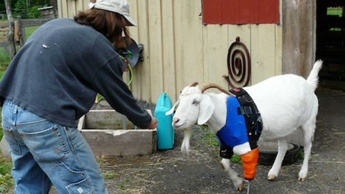 Animals with amputations are among the wards at Woodstock Farm Animal Sanctuary. (Supplied)