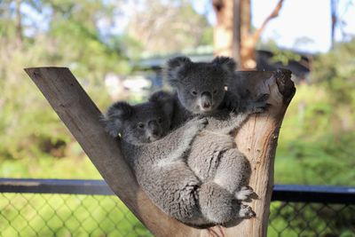 Australian Reptile Park celebrates 1st birthday of Olaf the koala