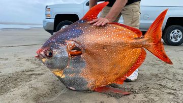 The opah fish is considered a &quot;rare to the Oregon Coast.&quot;
