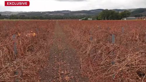 A South Australian grape grower claims they have been sabotaged after a vital drain on their vineyard was stuffed with dirt and cement.