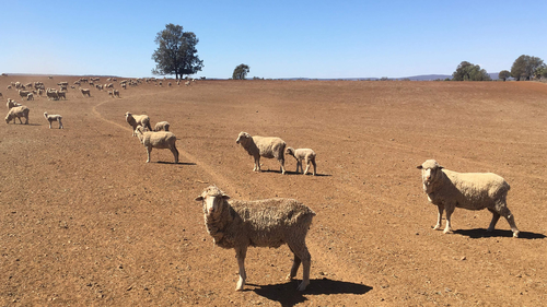 Hungry sheep await a feed.