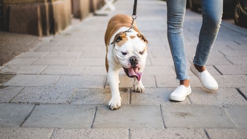 who picks up guide dogs poop uk