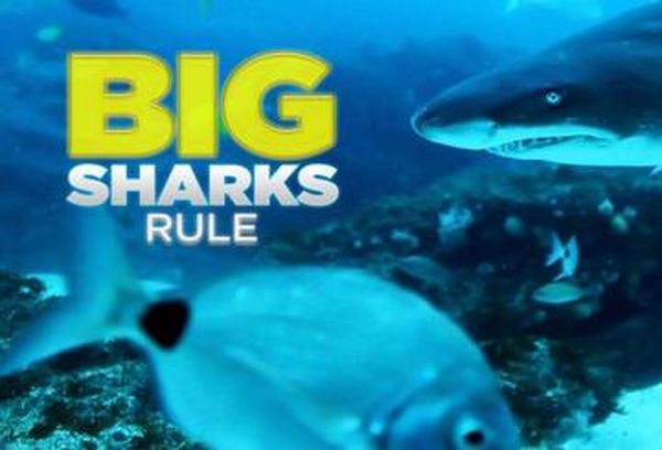 Big Sharks Rule