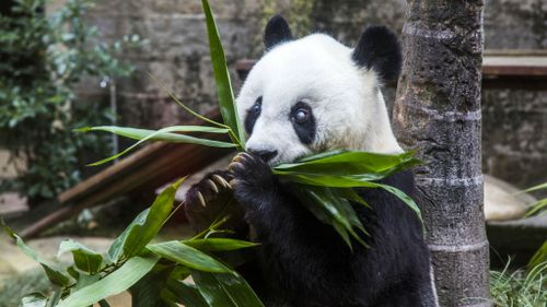 World’s oldest panda celebrates 37th birthday in China