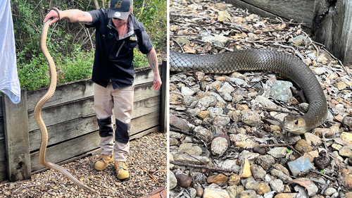 The seven foot eastern brown was found in the backyard of a Brisbane home.
