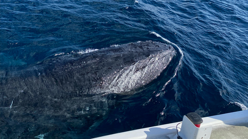 The close encounters did not stop there, multiple whales made close passes next to the boat. 