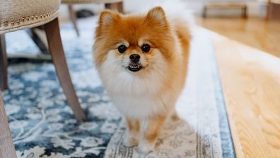 Pomeranian dog