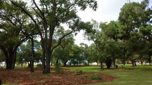 Um conselho municipal de Perth foi forçado a pedir desculpas depois que 46 árvores foram derrubadas por engano em uma tão esperada reforma do parque de US$ 8,1 milhões.