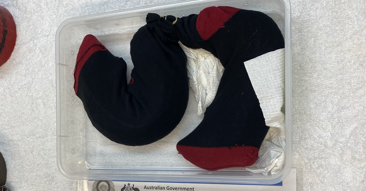 Australian reptile amphibian smuggling New data reveals police busts