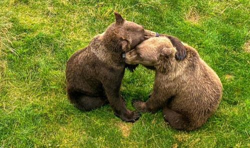 This image provided by the National Park Service shows members of the cubs 803s at the Katmai National Park and Preserve in Alaska on Sept. 7, 2025. (D. Colson/National Park Service via AP)