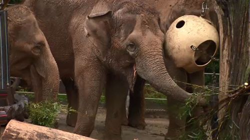 Good news for mother of Melbourne elephant killed in tragic accident