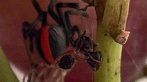 The redback was 'very much alive' when Andrew Bell's daughter was eating the grapes.