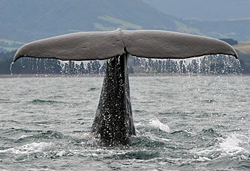 Which whale is the world's largest toothed predator?