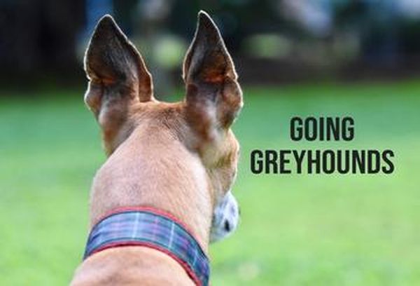 Going Greyhounds